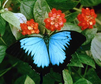 Papilio ulysses