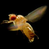  Drosophila Melanogaster