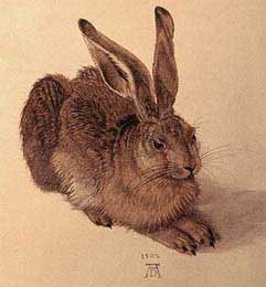 Hase, Albrecht Dürer